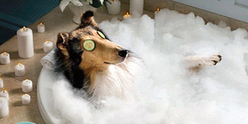 dog in a bubble bath with cucumbers on eyes